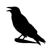 Rook
